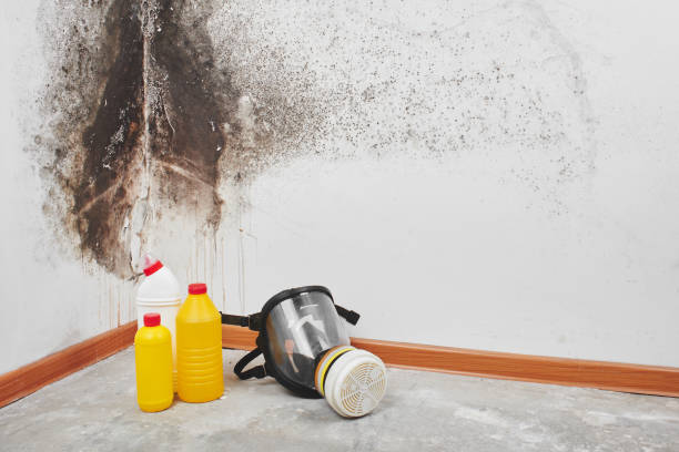 Best Local Mold Removal Service  in Frankford, DE