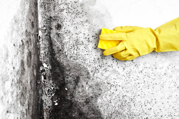 Best Mold Cleaning Services  in Frankford, DE