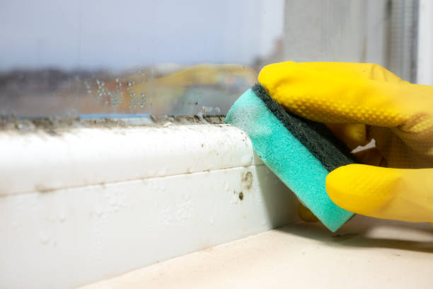 Best Fast Mold Removal  in Frankford, DE